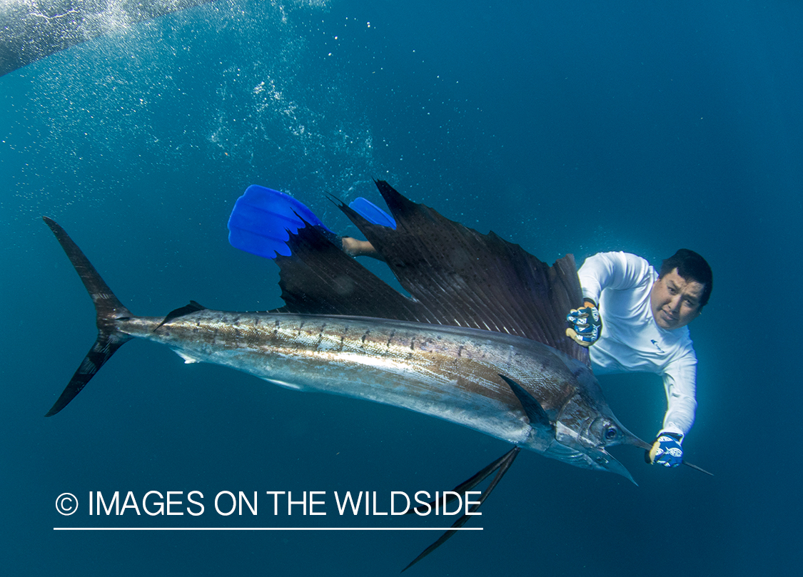 Fisherman reviving sailfish. 