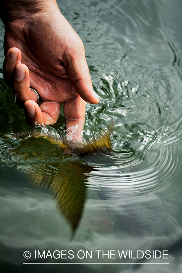 Releasing trout. 