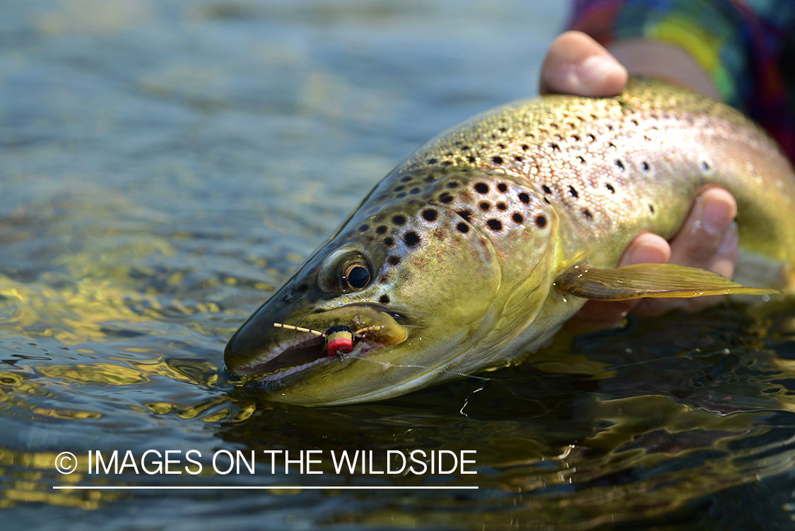 Brown trout.