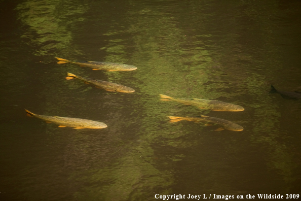 School of Golden Dorado fish 