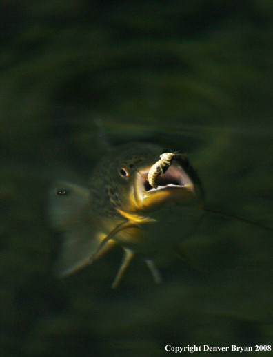 Brown Trout underwater