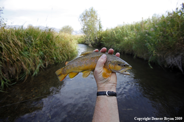 Brown trout species