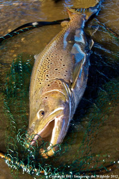 Sea run brown trout. 