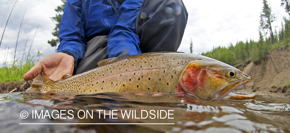 Cutthroat Trout