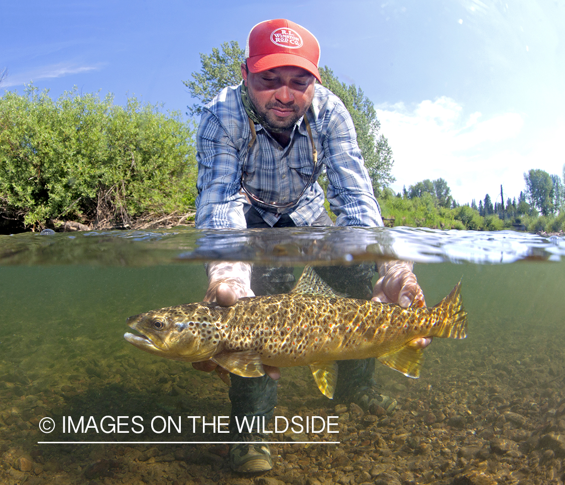 Flyfisherman with Brown Trout. 