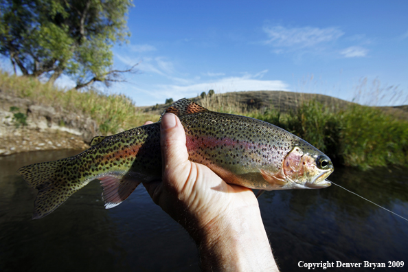 Rainbow trout species