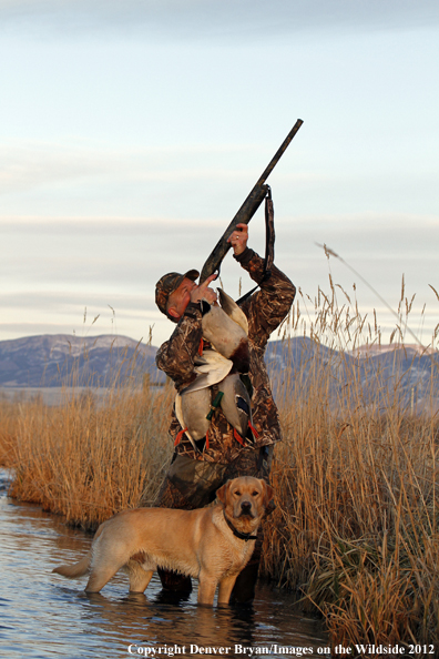 Duck hunter with bagged mallards and yellow labrador retriever. 