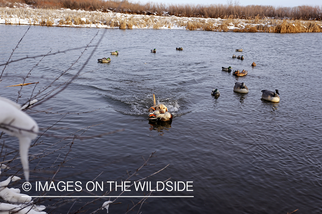 Yellow labrador retrieving downed waterfowl.