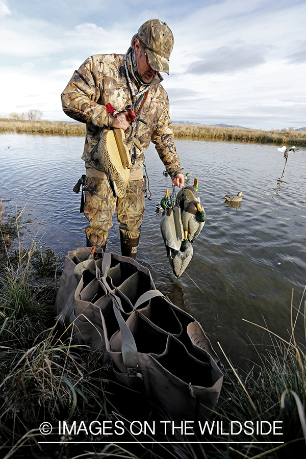 Hunter collecting decoys.