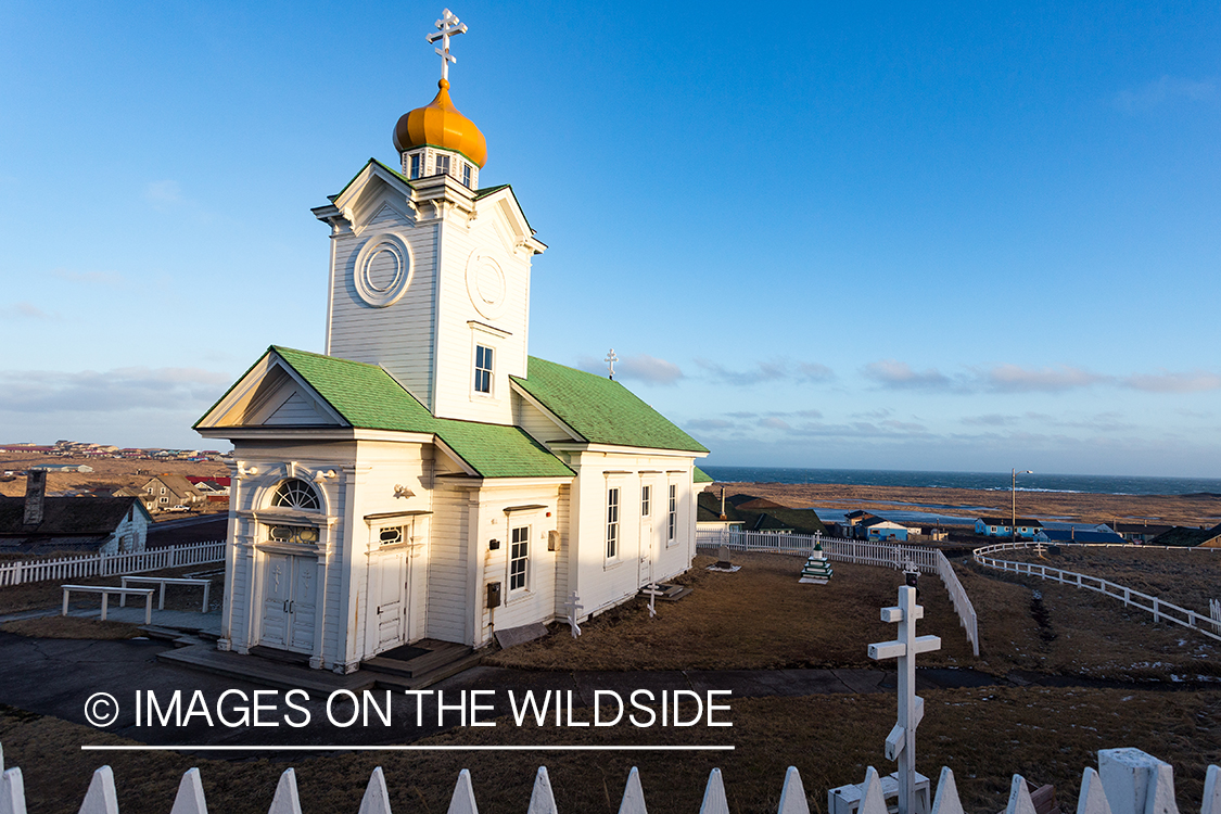 King Eider and Long-tailed duck hunting in Alaska, old church on island.