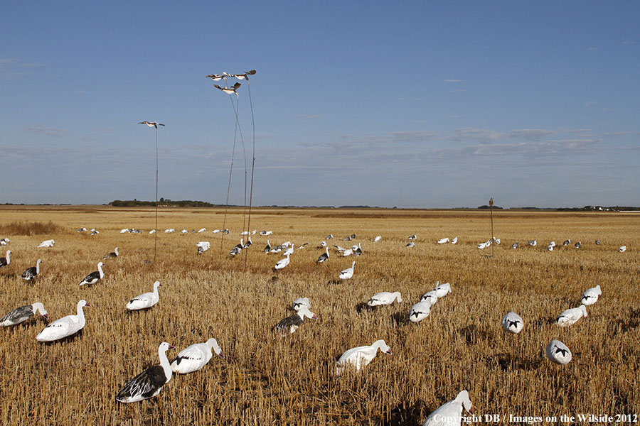 Snow goose decoy set up in field.