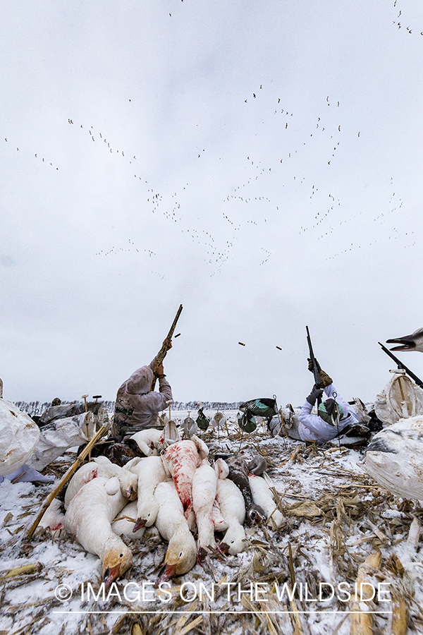 Hunters shooting geese.
