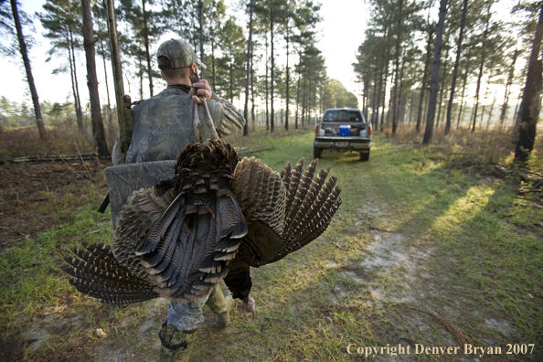 Turkey hunter in field with bagged bird