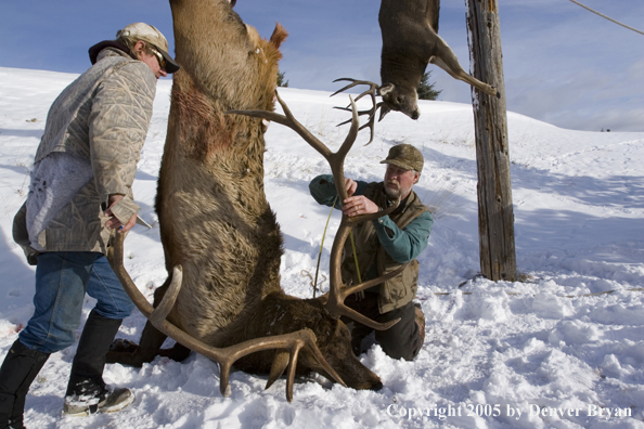 Elk hunter and guide hanging bagged elk with already hung mule deer buck in background.