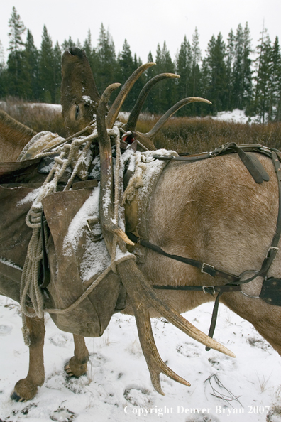 Elk horns on pack horse's back.