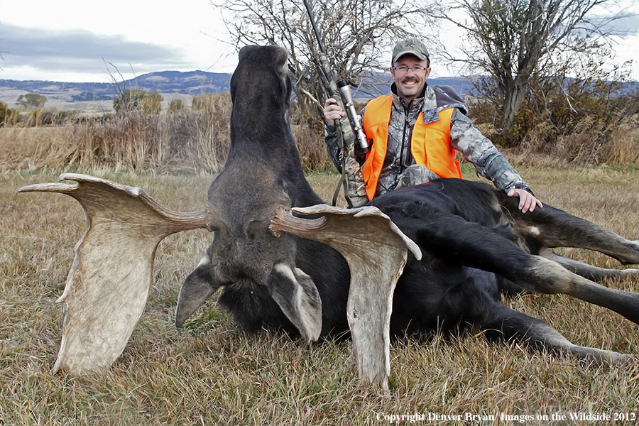 Hunter with downed bull moose in field.