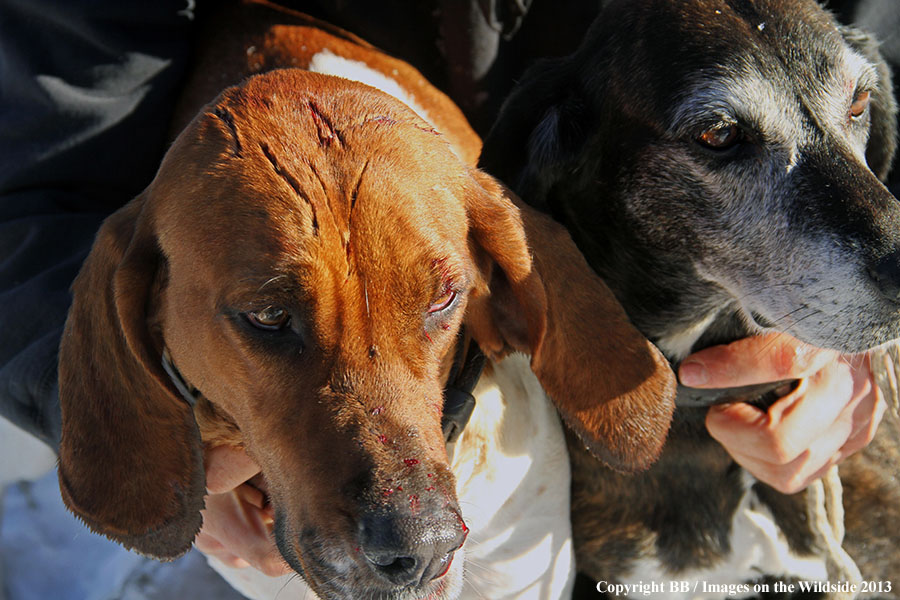 Hunting dogs with wounds from mountain lion.