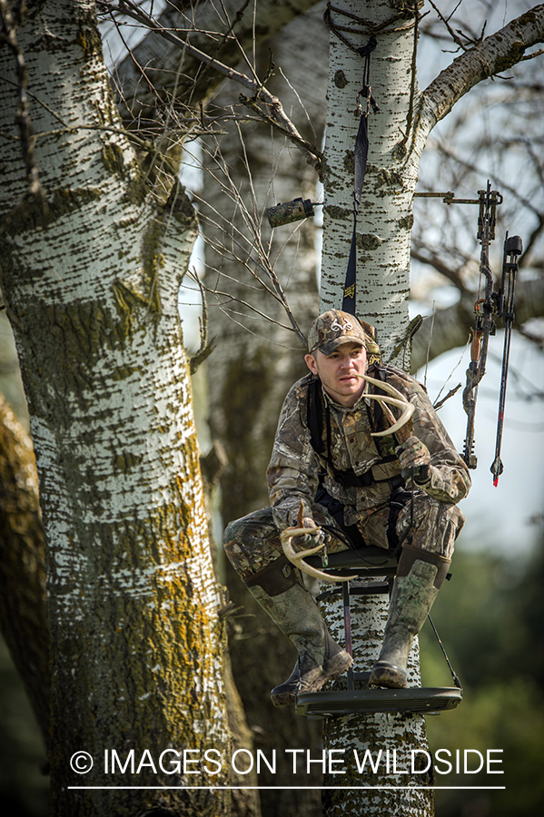 Bow hunter rattling antlers in tree stand for bucks.