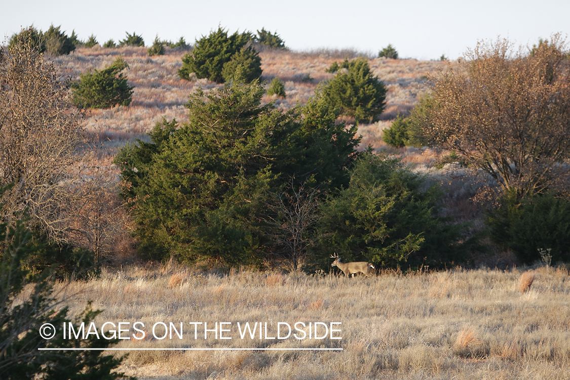 White-tailed buck in field.