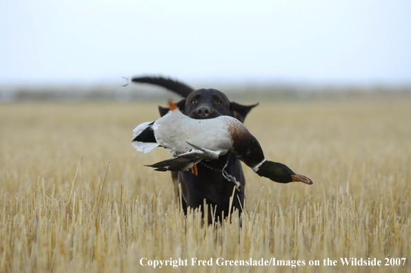 Chocolate Labrador Retriever with bagged duck