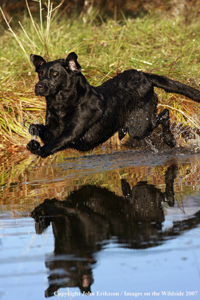 Black Labrador Retriever in field