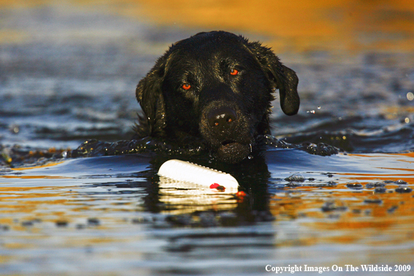 Black Labrador Retriever