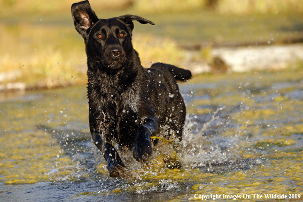 Black Labrador Retriever