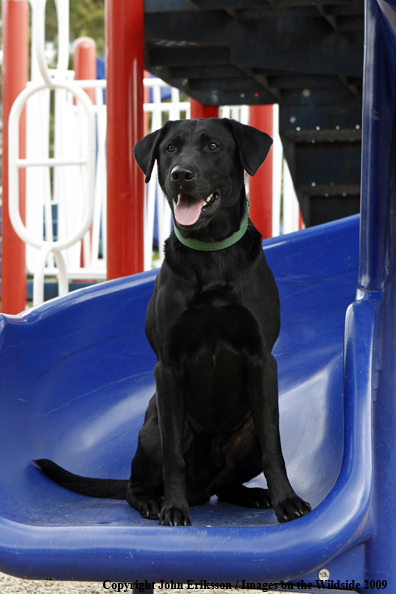 Black Labrador Retriever 