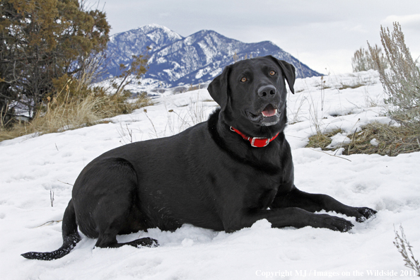 Black Labrador Retriever in winter. 