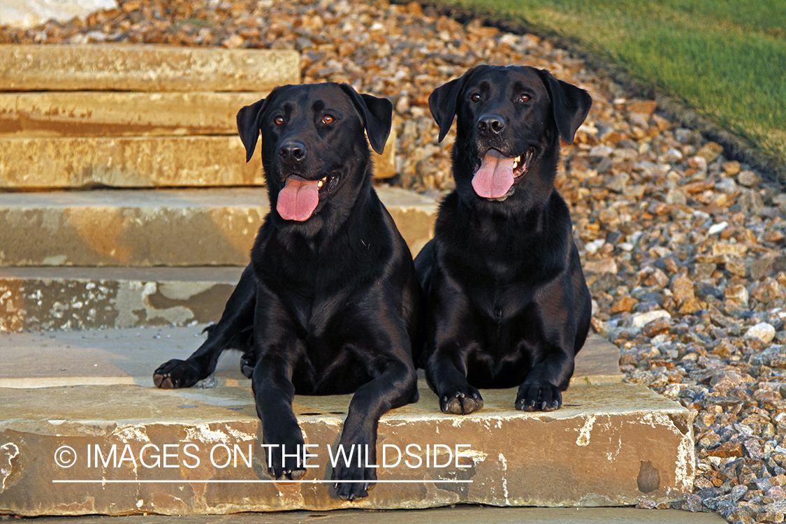 Black Labrador Retrievers