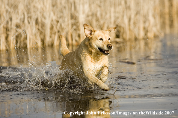 Yellow Labrador Retriever