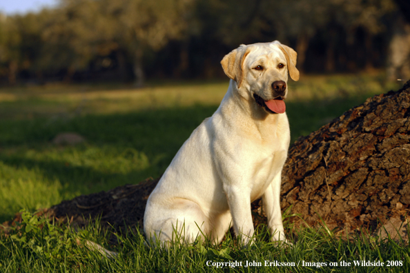 Yellow Labrador Retriever in field