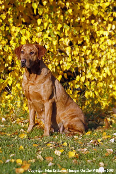 Yellow Labrador Retriever