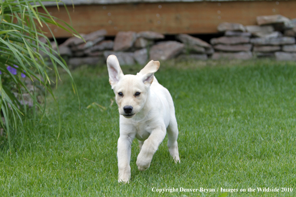 Yellow Labrador Retriever Puppy running