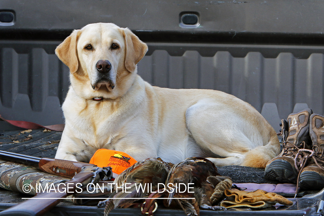 Yellow lab with bagged pheasant in back of pick-up.