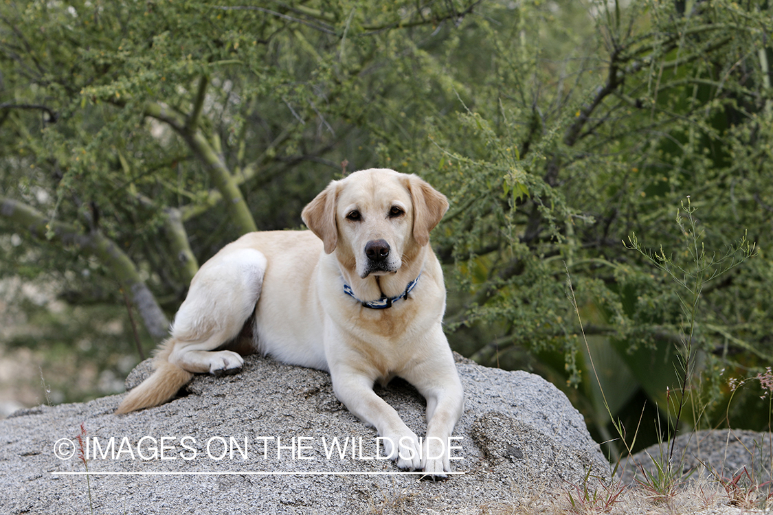 Yellow lab exploring beach.