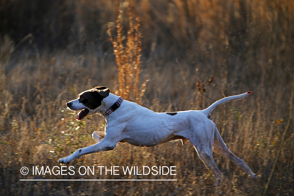 English pointer on bobwhite quail hunt.