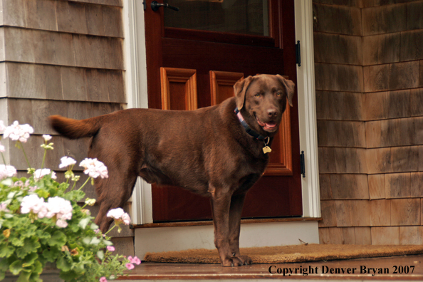 Chocolate Labrador Retriever