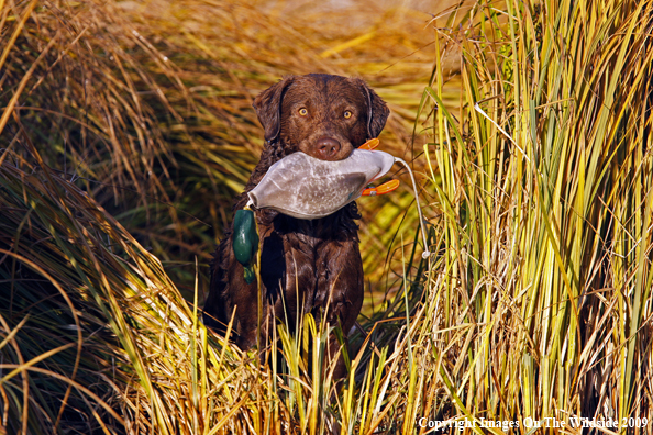 Chocolate Labrador Retriever with Duck Decoy