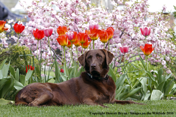 Chocolate Labrador Retriever