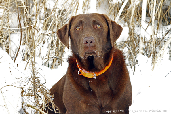 Chocolate Labrador Retriever