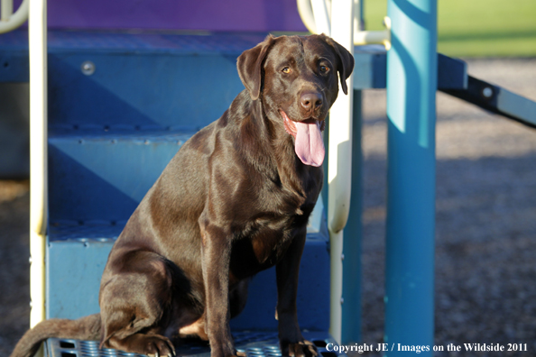 Chocolate Labrador Retriever.