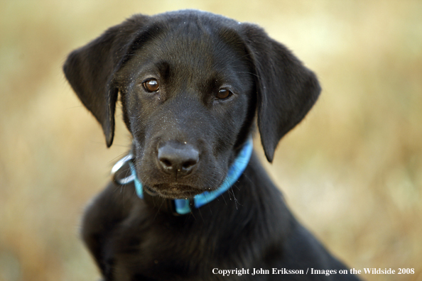 Black Labrador Retriever pup