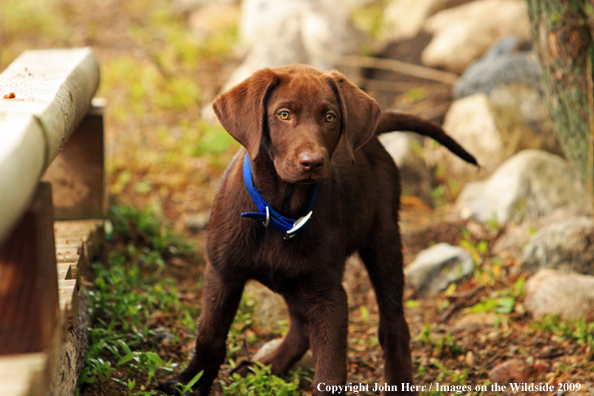 Chocolate Labrador Retriever puppy