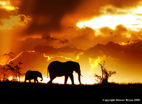 African Elephants