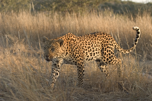 Leopard in habitat. Africa