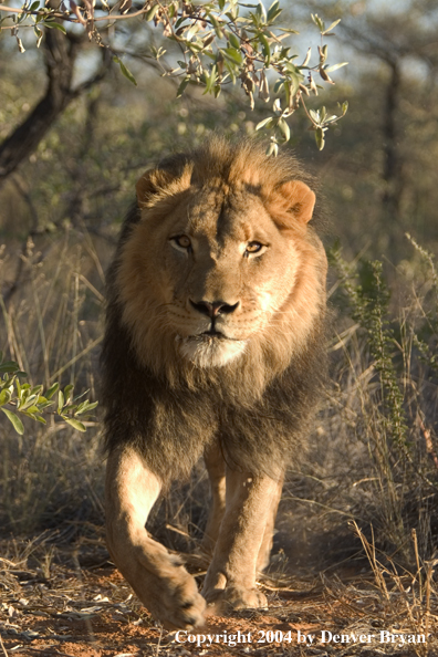 Male African lion in habitat. Africa