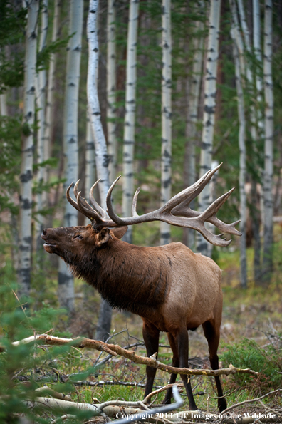 Rocky mountain elk in habitat.