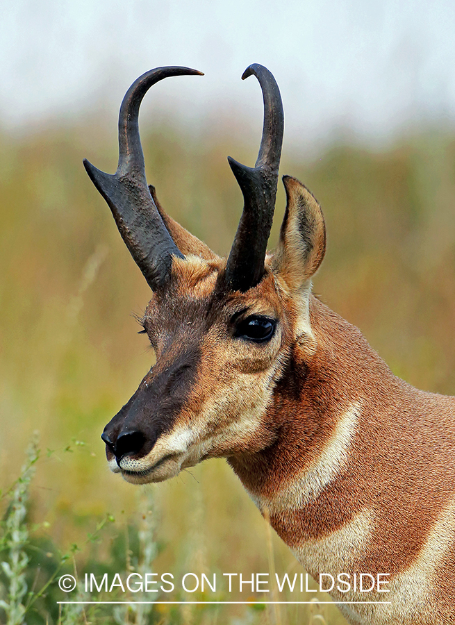 Pronghorn antelope in field.