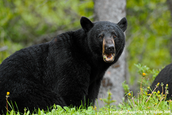 Black Bear